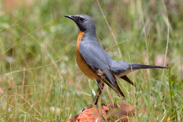 Perzische Roodborst, White-throated Robin, Irania gutturalis