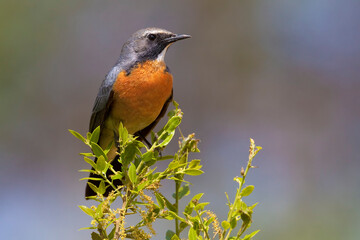 Perzische Roodborst, White-throated Robin, Irania gutturalis