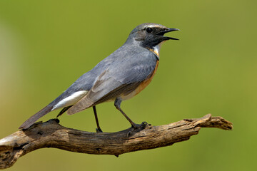 Perzische Roodborst, White-throated Robin, Irania gutturalis