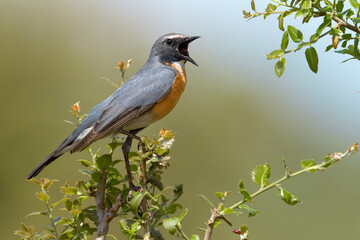 Perzische Roodborst, White-throated Robin, Irania gutturalis