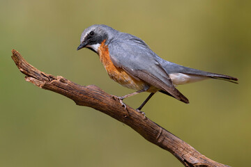 Perzische Roodborst, White-throated Robin, Irania gutturalis