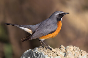 Perzische Roodborst, White-throated Robin, Irania gutturalis