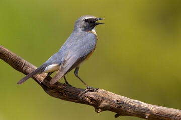 Perzische Roodborst, White-throated Robin, Irania gutturalis