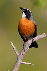 Perzische Roodborst, White-throated Robin, Irania gutturalis