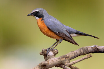 Perzische Roodborst, White-throated Robin, Irania gutturalis