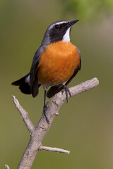 Perzische Roodborst, White-throated Robin, Irania gutturalis