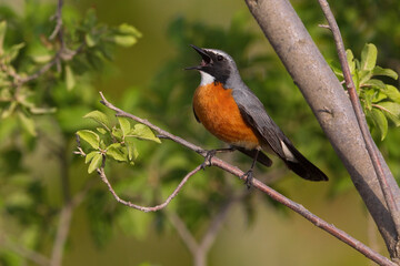 Perzische Roodborst, White-throated Robin, Irania gutturalis
