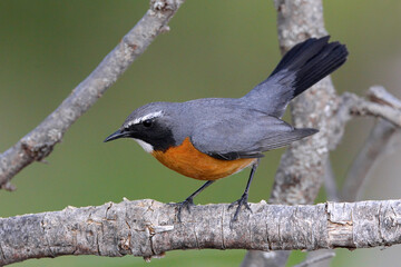 Perzische Roodborst, White-throated Robin, Irania gutturalis