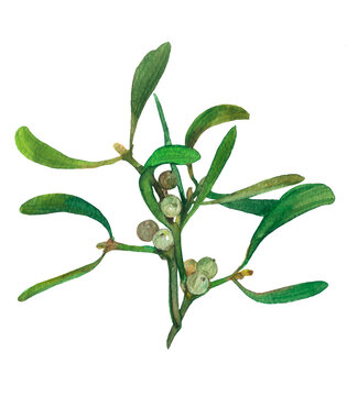 Hand-painted watercolor image of mistletoe branches