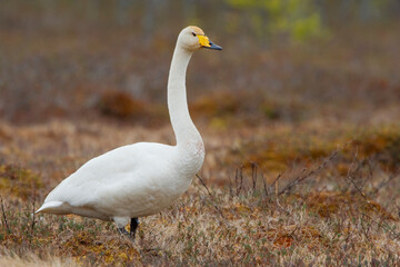 Wilde Zwaan, Whooper Swan, Cygnus cygnus