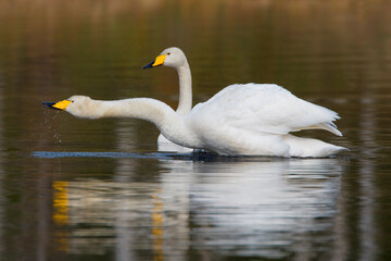 Wilde Zwaan, Whooper Swan, Cygnus cygnus