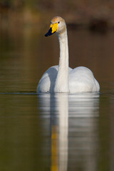 Wilde Zwaan, Whooper Swan, Cygnus cygnus