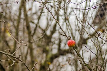 The remaining ripe apple fruit on the bare crown of the tree 