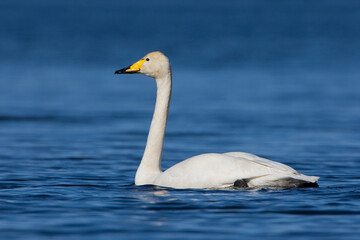 Wilde Zwaan, Whooper Swan, Cygnus cygnus
