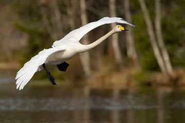 Wilde Zwaan, Whooper Swan, Cygnus cygnus