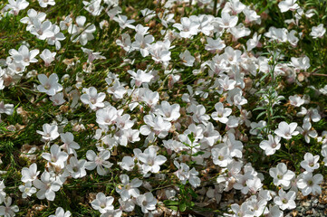 Linum suffruticosum subsp salsoloides a spring summer flowering semi evergreen plant with a white springtime flower commonly known as white flax, stock photo image