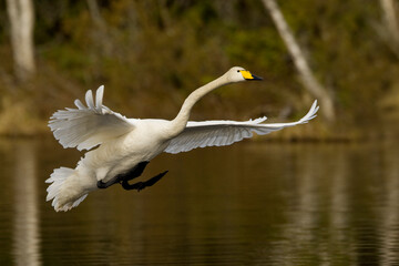 Wilde Zwaan, Whooper Swan, Cygnus cygnus