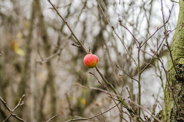 The remaining ripe apple fruit on the bare crown of the tree 