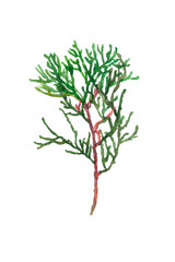 Hand-painted watercolor image of thuja branches
