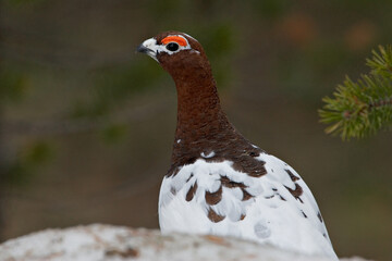 Moerassneeuwhoen, Willow Ptarmigan, Lagopus lagopus