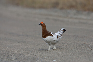 Moerassneeuwhoen, Willow Ptarmigan, Lagopus lagopus