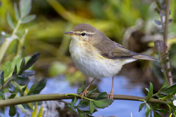 Fitis, Willow Warbler, Phylloscopus trochilus
