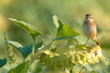 Paapje, Winchat, Saxicola rubetra