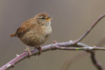 Obraz premium Winterkoning, Winter Wren, Troglodytes troglodytes