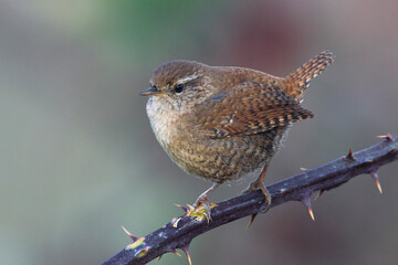 Winterkoning, Winter Wren, Troglodytes troglodytes