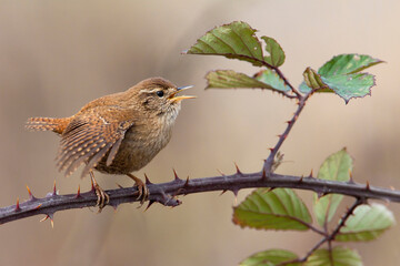 Winterkoning, Winter Wren, Troglodytes troglodytes