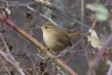 Winter Wren, Winterkoning, Troglodytes troglodytes