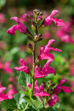 salvia macellaria a purple red spring summer autumn flower plant commonly known as sage stock photo image 