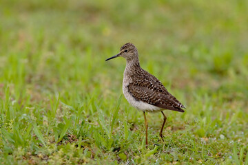 Bosruiter, Wood Sandpiper, Tringa glareola