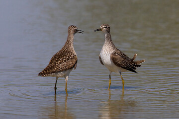 Bosruiter, Wood Sandpiper, Tringa glareola