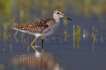 Bosruiter, Wood Sandpiper, Tringa glareola