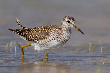 Bosruiter, Wood Sandpiper, Tringa glareola