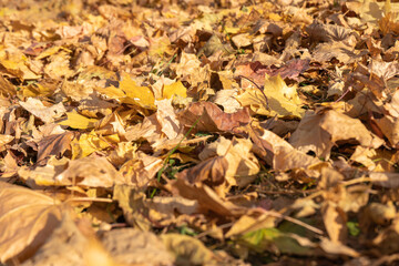 dry yellow maple leaves on the ground. selective focus
