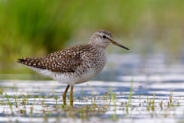 Bosruiter, Wood Sandpiper, Tringa glareola