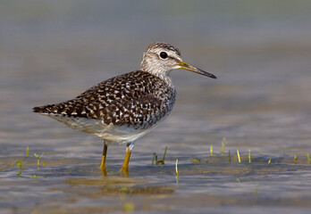 Bosruiter, Wood Sandpiper, Tringa glareola
