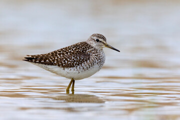 Bosruiter, Wood Sandpiper, Tringa glareola