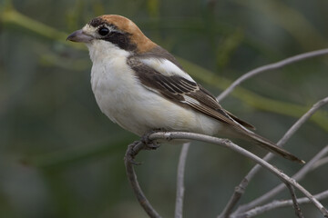 Woodchat Shrike, Roodkopklauwier, Lanius senator