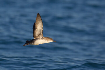 Yelkouanpijlstormvogel, Yelkouan Shearwater, Puffinus yelkouan