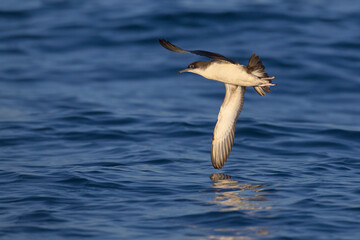 Yelkouanpijlstormvogel, Yelkouan Shearwater, Puffinus yelkouan