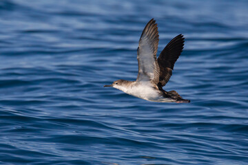 Yelkouanpijlstormvogel, Yelkouan Shearwater, Puffinus yelkouan