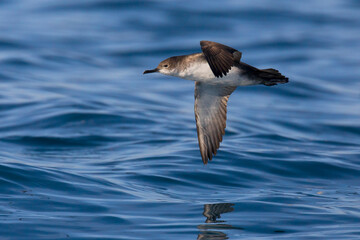 Yelkouanpijlstormvogel, Yelkouan Shearwater, Puffinus yelkouan