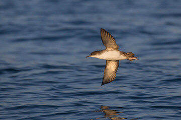 Yelkouanpijlstormvogel, Yelkouan Shearwater, Puffinus yelkouan