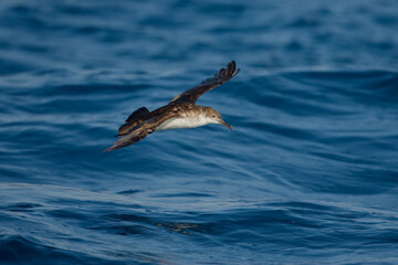 Yelkouanpijlstormvogel, Yelkouan Shearwater, Puffinus yelkouan