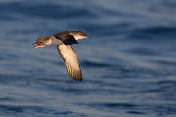 Yelkouanpijlstormvogel, Yelkouan Shearwater, Puffinus yelkouan