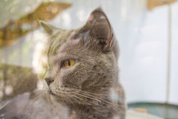 The gray-haired cat was looking outside in a pet cafe.