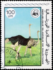 Postage stamp issued in the Mauritania with the image of the Ostrich, Struthio camelus. From the...